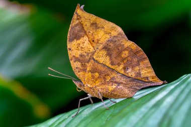Makro çekimler, güzel doğa sahneleri. Yaklaş, güzel kelebek yaz bahçesindeki çiçekte oturuyor..