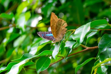 Makro çekimler, güzel doğa sahneleri. Yaklaş, güzel kelebek yaz bahçesindeki çiçekte oturuyor..