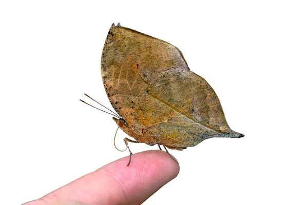 Makroaufnahmen Schöne Naturszene Nahaufnahme Schöner Schmetterling Sitzt Auf Der Blume — Stockfoto