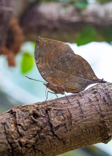 Macro Shots Bela Cena Natureza Closeup Bela Borboleta Sentado Flor — Fotografia de Stock