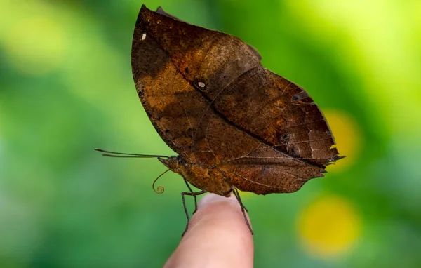 Macro Shots Belle Scène Nature Gros Plan Beau Papillon Assis — Photo