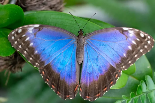 Fotos Macro Hermosa Escena Naturaleza Primer Plano Hermosa Mariposa Sentada — Foto de Stock