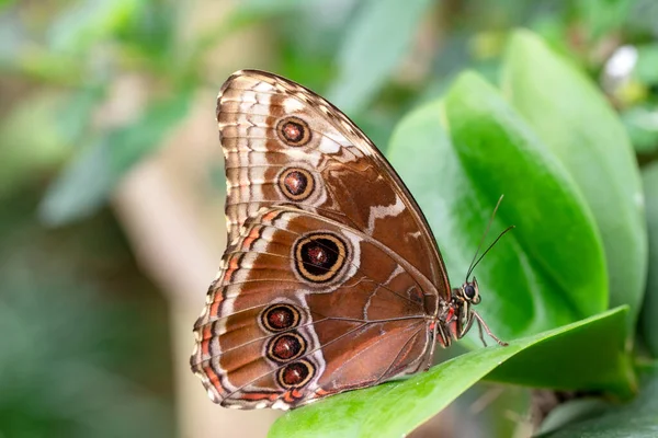 Fotos Macro Hermosa Escena Naturaleza Primer Plano Hermosa Mariposa Sentada — Foto de Stock