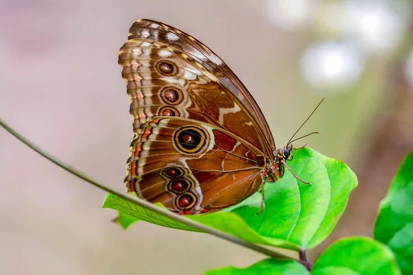 Makroaufnahmen Schöne Naturszene Nahaufnahme Schöner Schmetterling Sitzt Auf Der Blume — Stockfoto