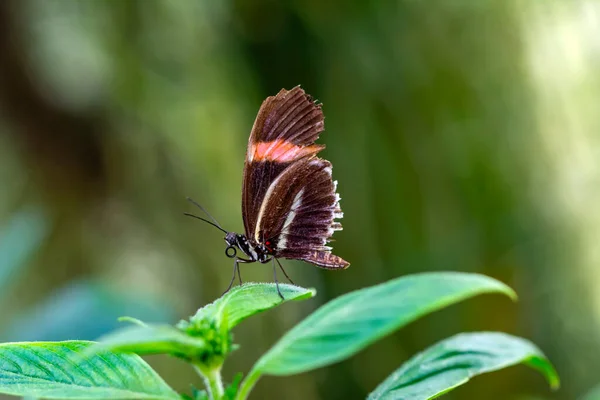 Makroaufnahmen Schöne Naturszene Nahaufnahme Schöner Schmetterling Sitzt Auf Der Blume — Stockfoto