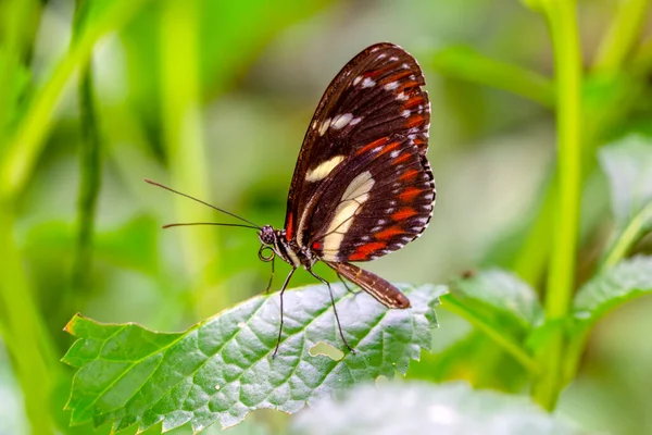 Makro Skott Vacker Natur Scen Närbild Vacker Fjäril Sitter Blomman — Stockfoto