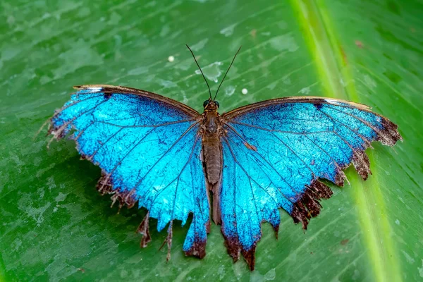 Makro Záběry Krásná Přírodní Scéna Closeup Krásný Motýl Sedí Květině — Stock fotografie