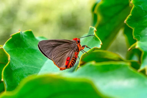 Fotos Macro Hermosa Escena Naturaleza Primer Plano Hermosa Mariposa Sentada —  Fotos de Stock