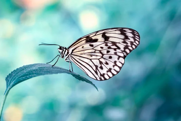 Macro Shots Bela Cena Natureza Closeup Bela Borboleta Sentado Flor — Fotografia de Stock