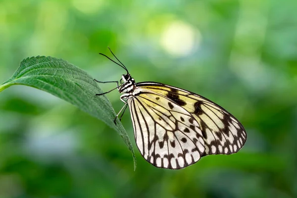 Macro Shots Bela Cena Natureza Closeup Bela Borboleta Sentado Flor — Fotografia de Stock