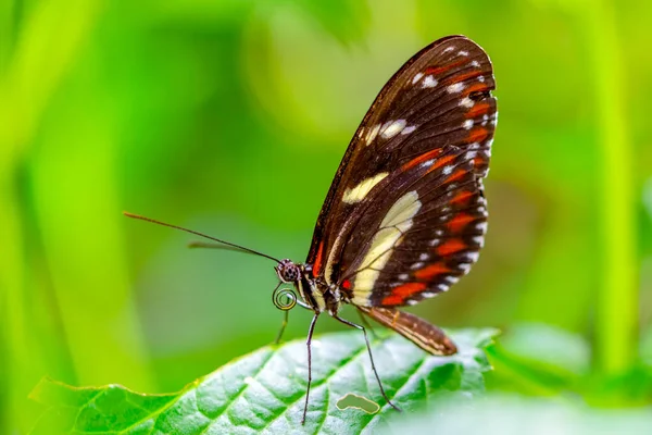 Macro Shots Bela Cena Natureza Closeup Bela Borboleta Sentado Flor — Fotografia de Stock