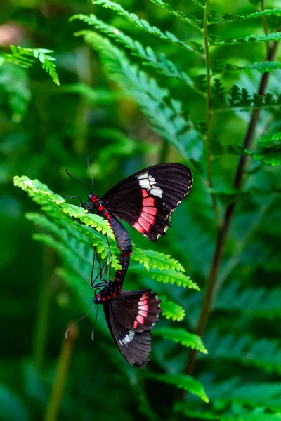 Fotos Macro Hermosa Escena Naturaleza Primer Plano Hermosa Mariposa Sentada — Foto de Stock