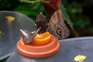 Makro çekimler, güzel doğa sahneleri. Yaklaş, güzel kelebek yaz bahçesindeki çiçekte oturuyor..