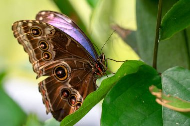 Makro çekimler, güzel doğa sahneleri. Yaklaş, güzel kelebek yaz bahçesindeki çiçekte oturuyor..