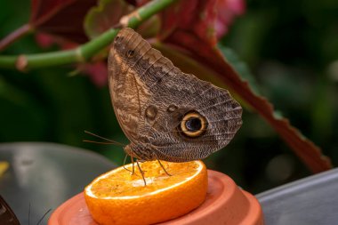 Makro çekimler, güzel doğa sahneleri. Yaklaş, güzel kelebek yaz bahçesindeki çiçekte oturuyor..