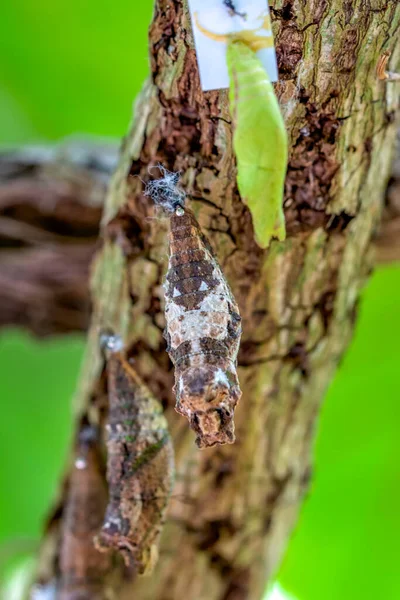 Pillangó Farm Bejelentkezés Különböző Pillangók Chrysalis Egy Ágon — Stock Fotó