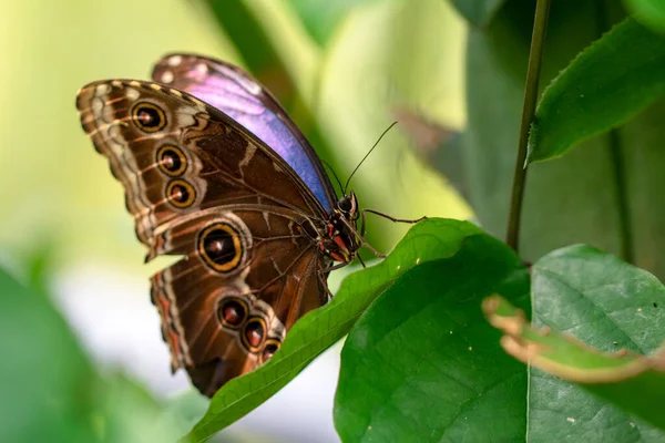 Fotos Macro Hermosa Escena Naturaleza Primer Plano Hermosa Mariposa Sentada — Foto de Stock