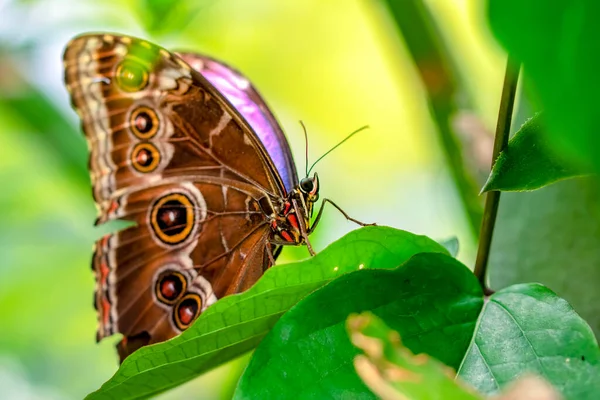 Makroaufnahmen Schöne Naturszene Nahaufnahme Schöner Schmetterling Sitzt Auf Der Blume — Stockfoto