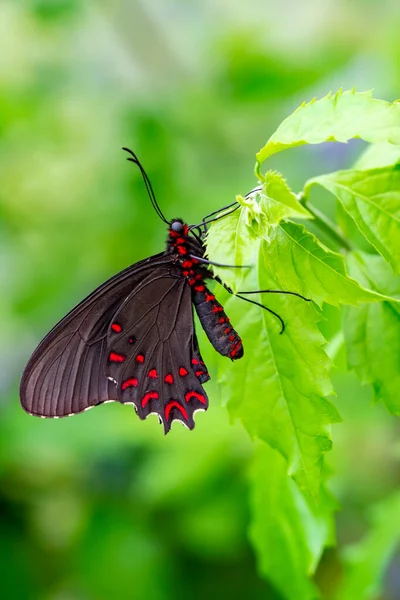 Makro Çekimler Güzel Doğa Sahneleri Yaklaş Güzel Kelebek Yaz Bahçesindeki — Stok fotoğraf