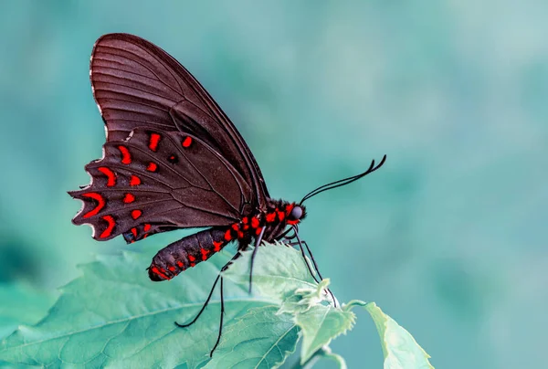 Макро Снимки Красивая Природа Крупный План Красивая Бабочка Сидит Цветке — стоковое фото