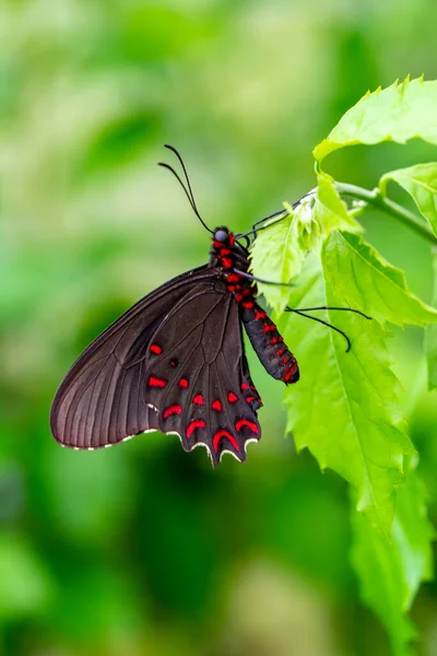 Makro Záběry Krásná Přírodní Scéna Closeup Krásný Motýl Sedí Květině — Stock fotografie