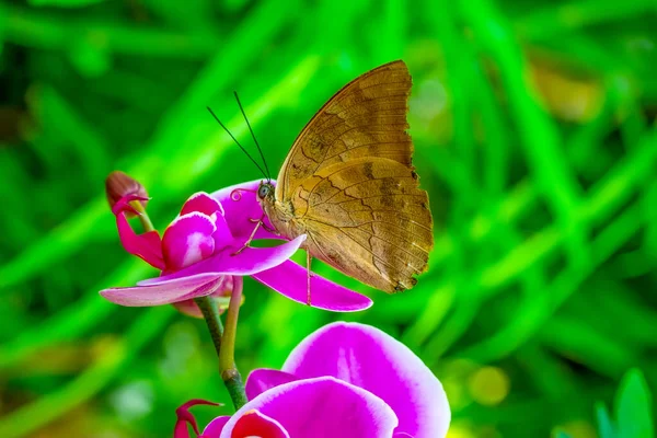 Macro Shots Belle Scène Nature Gros Plan Beau Papillon Assis — Photo