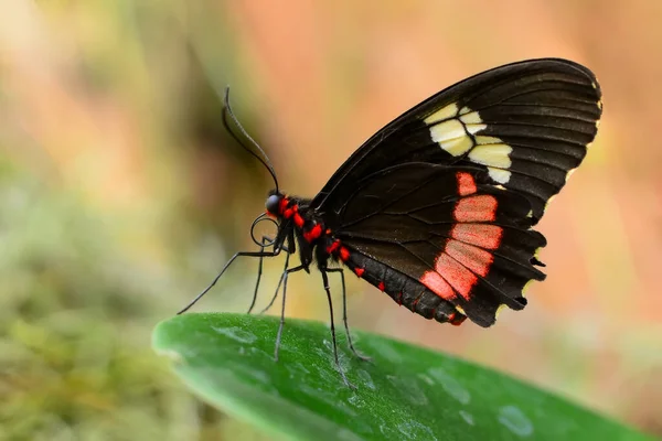 Makroaufnahmen Schöne Naturszene Nahaufnahme Schöner Schmetterling Sitzt Auf Der Blume — Stockfoto