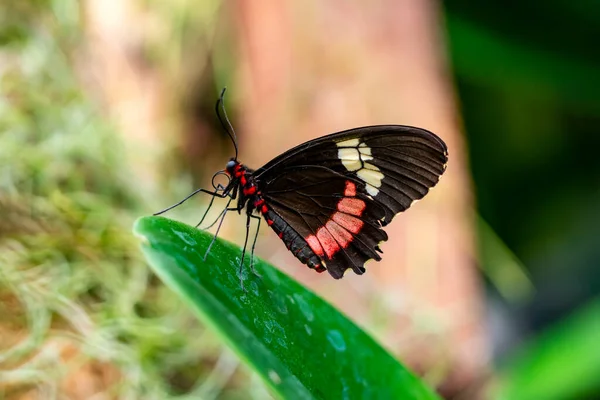 Makroaufnahmen Schöne Naturszene Nahaufnahme Schöner Schmetterling Sitzt Auf Der Blume — Stockfoto