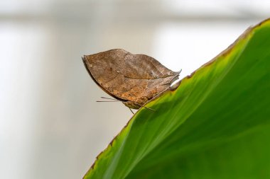Makro çekimler, güzel doğa sahneleri. Yaklaş, güzel kelebek yaz bahçesindeki çiçekte oturuyor..