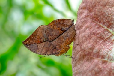 Makro çekimler, güzel doğa sahneleri. Yaklaş, güzel kelebek yaz bahçesindeki çiçekte oturuyor..