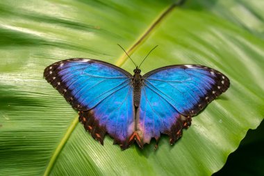 Makro çekimler, güzel doğa sahneleri. Yaklaş, güzel kelebek yaz bahçesindeki çiçekte oturuyor..