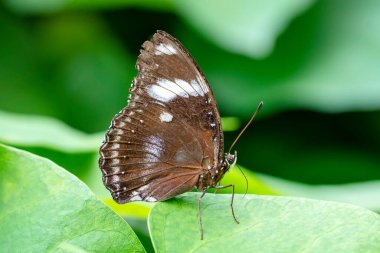 Makro çekimler, güzel doğa sahneleri. Yaklaş, güzel kelebek yaz bahçesindeki çiçekte oturuyor..