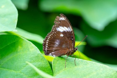 Makro çekimler, güzel doğa sahneleri. Yaklaş, güzel kelebek yaz bahçesindeki çiçekte oturuyor..