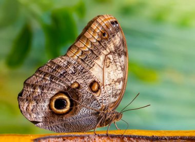 Makro çekimler, güzel doğa sahneleri. Yaklaş, güzel kelebek yaz bahçesindeki çiçekte oturuyor..