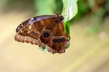 Makro çekimler, güzel doğa sahneleri. Yaklaş, güzel kelebek yaz bahçesindeki çiçekte oturuyor..