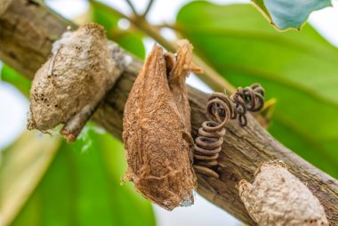 Makro çekimler, güzel doğa sahneleri. Yaklaş, güzel kelebek yaz bahçesindeki çiçekte oturuyor..