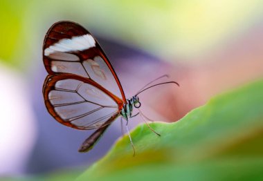 Makro çekimler, güzel doğa sahneleri. Yaklaş, güzel kelebek yaz bahçesindeki çiçekte oturuyor..