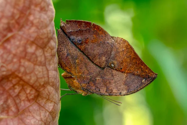 Fotos Macro Hermosa Escena Naturaleza Primer Plano Hermosa Mariposa Sentada — Foto de Stock