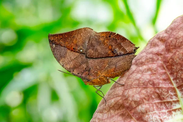 Macro Shots Belle Scène Nature Gros Plan Beau Papillon Assis — Photo