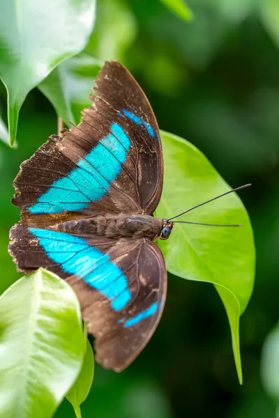 Makro Skott Vacker Natur Scen Närbild Vacker Fjäril Sitter Blomman — Stockfoto