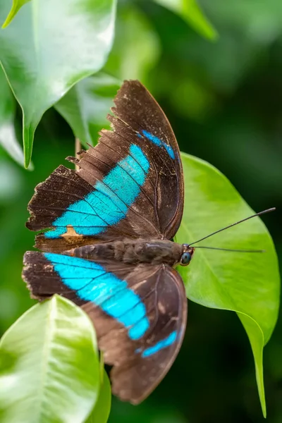 Makro Skott Vacker Natur Scen Närbild Vacker Fjäril Sitter Blomman — Stockfoto