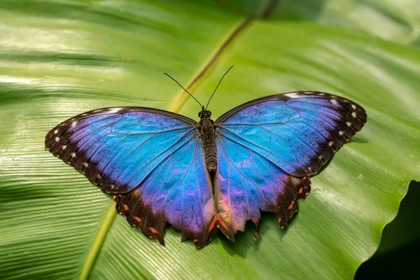 Makro Skott Vacker Natur Scen Närbild Vacker Fjäril Sitter Blomman — Stockfoto