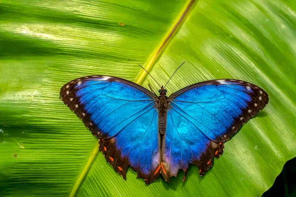 Makroaufnahmen Schöne Naturszene Nahaufnahme Schöner Schmetterling Sitzt Auf Der Blume — Stockfoto