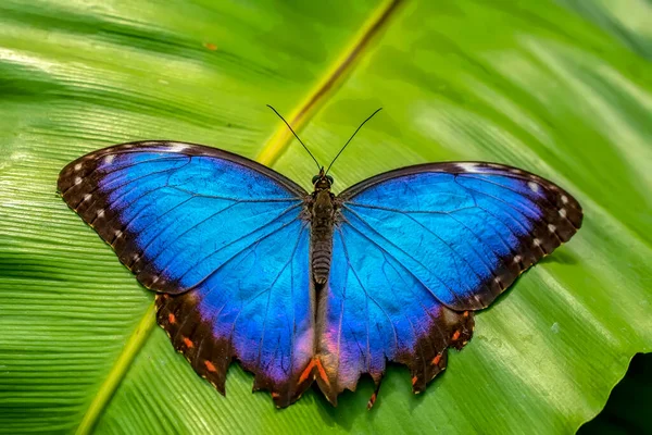 Makro Skott Vacker Natur Scen Närbild Vacker Fjäril Sitter Blomman — Stockfoto