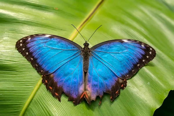 Macro Shots Beautiful Nature Scene Closeup Beautiful Butterfly Sitting Flower — Stock Photo, Image