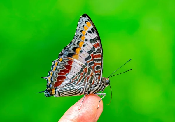 Makro Çekimler Güzel Doğa Sahneleri Yaklaş Güzel Kelebek Yaz Bahçesindeki — Stok fotoğraf