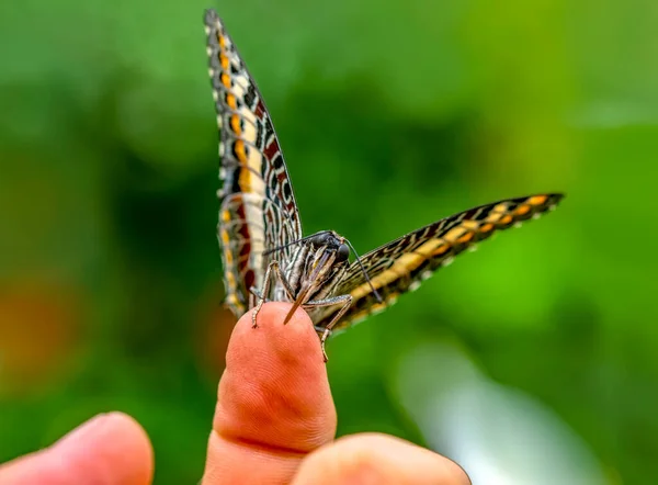 Strzały Makro Piękna Scena Natury Zbliżenie Piękny Motyl Siedzi Kwiat — Zdjęcie stockowe