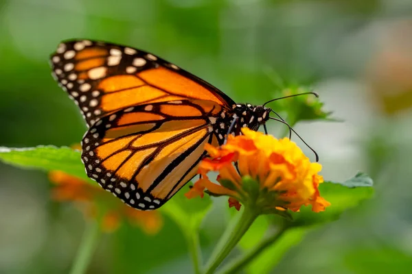 Makroaufnahmen Schöne Naturszene Nahaufnahme Schöner Schmetterling Sitzt Auf Der Blume — Stockfoto