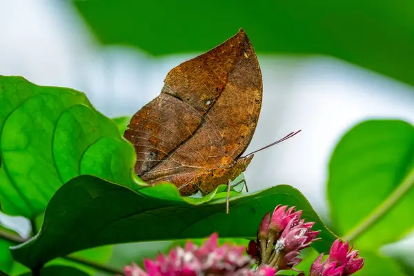 Macro Shots Bela Cena Natureza Closeup Bela Borboleta Sentado Flor — Fotografia de Stock