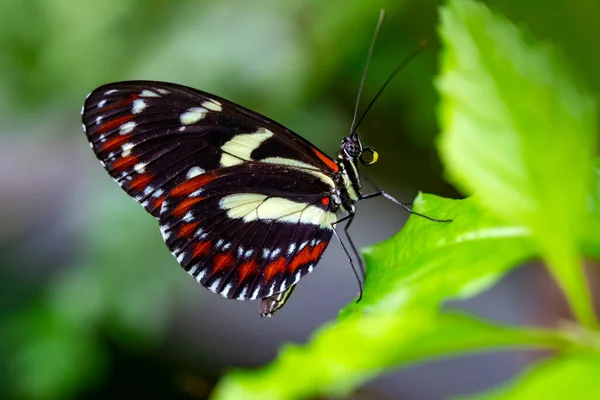 Macro Shots Bela Cena Natureza Closeup Bela Borboleta Sentado Flor — Fotografia de Stock